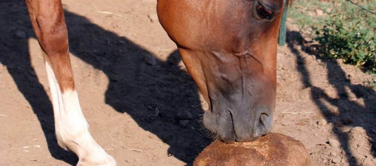 Pass the Salt: Endurance Horses and Electrolytes
