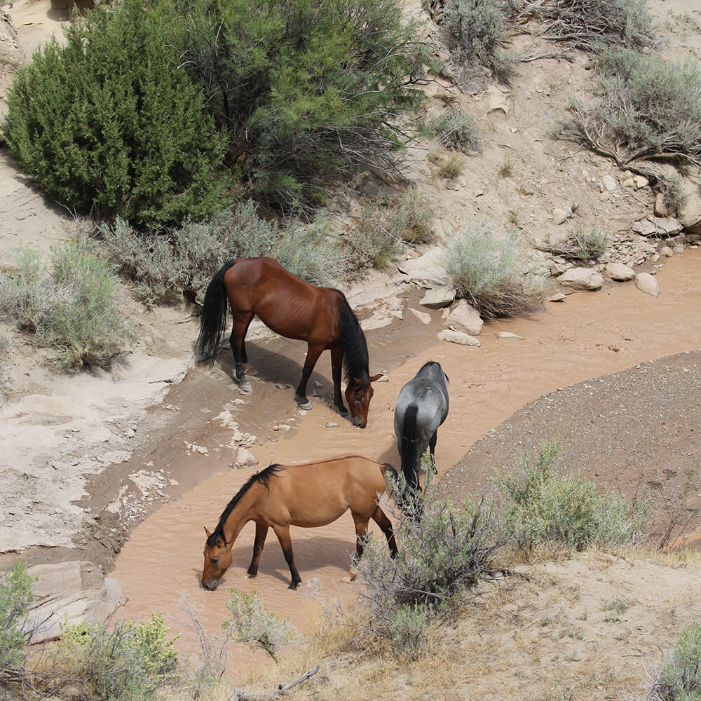 Practical tips to prevent exhaustion and metabolic vet outs in endurance horses