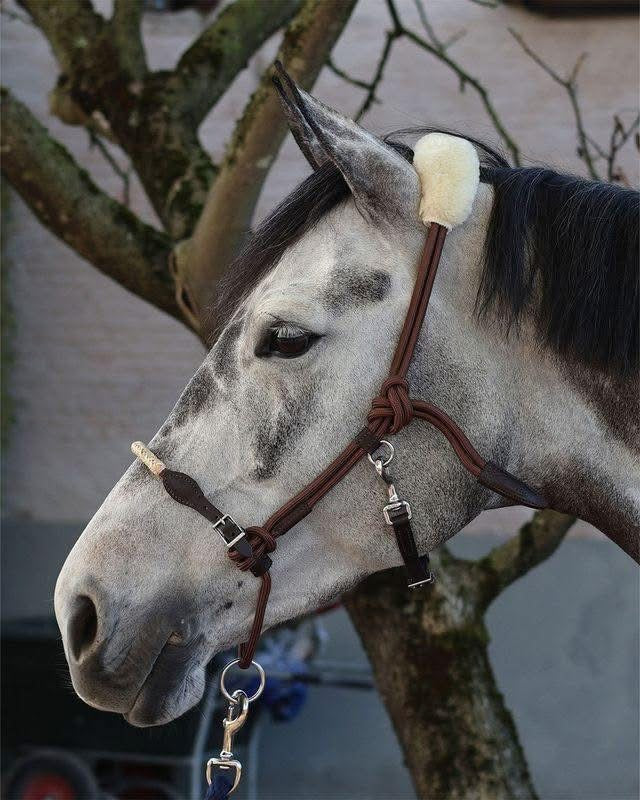 Lami-Cell Lunging Halter