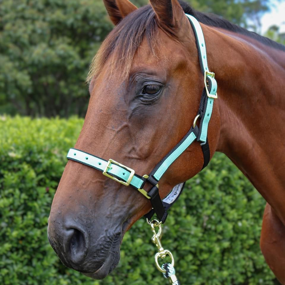 Braided Overlay Lead