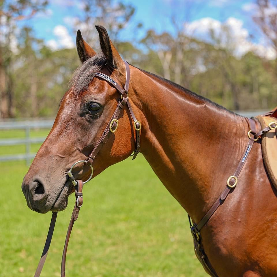 Oregon Bling Barcoo Bridle