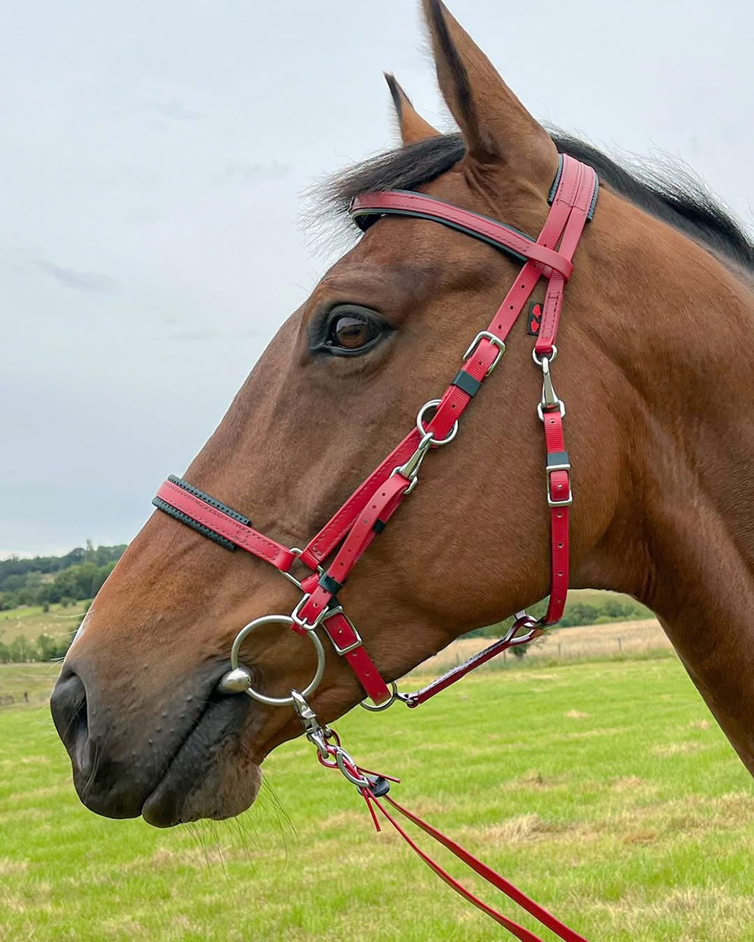 Marathon Bridle Full Size