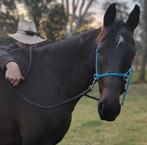 Premium Hot Oil Side Pull Headstall for Equestrians