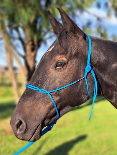 Australian Made Spliced Headstall