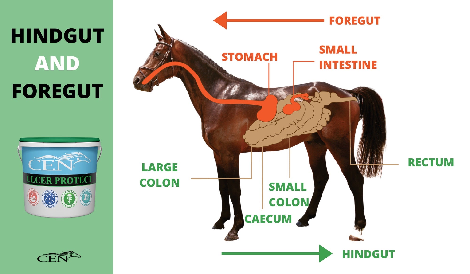 CEN Ulcer Protect Equine