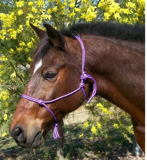 Australian Made Rope Halter