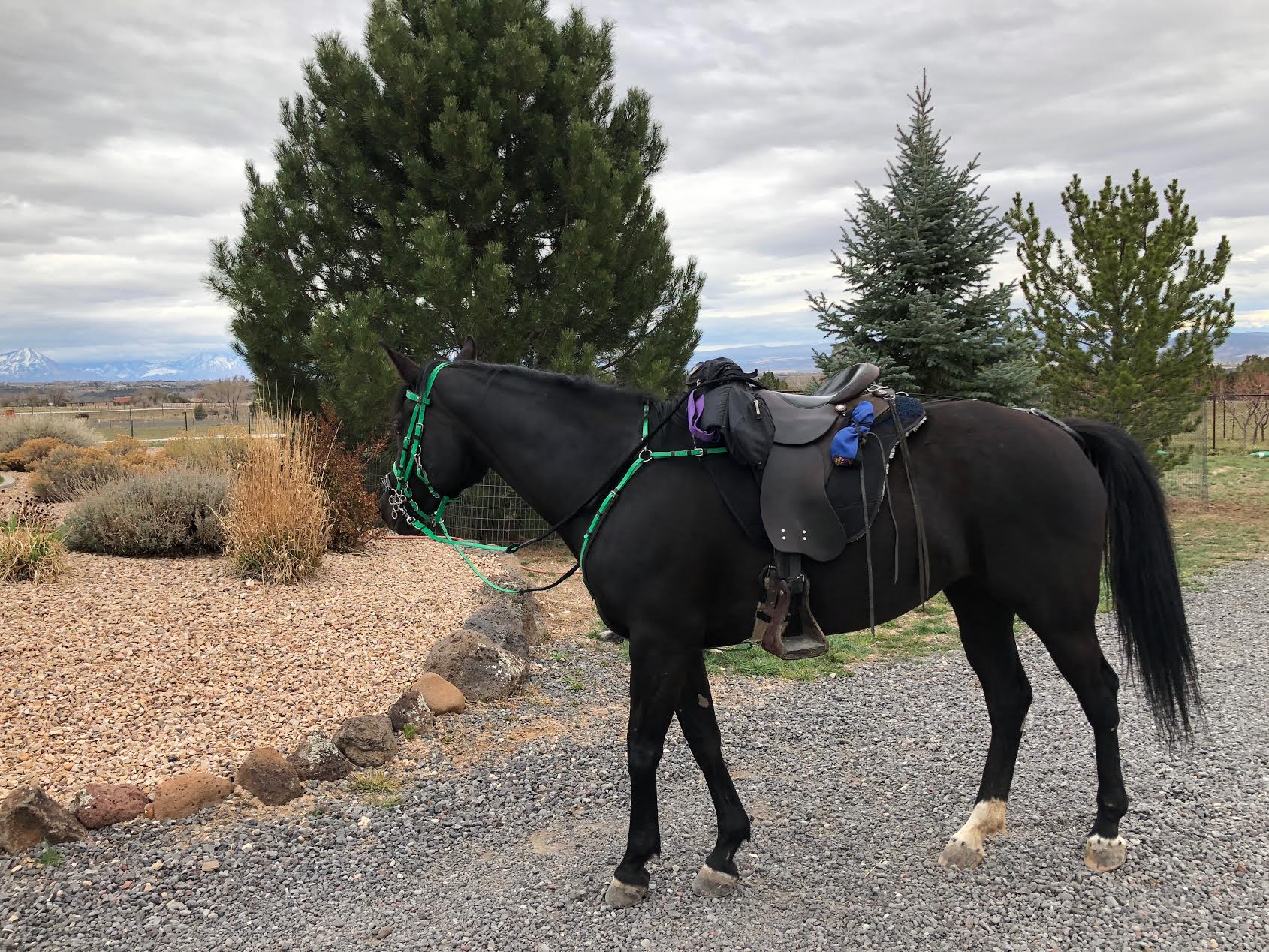 Woven Grip SS Endurance Reins