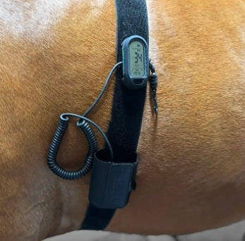 HORSEPAL TRAINING BELT - FOR RIDING & STRAPPING