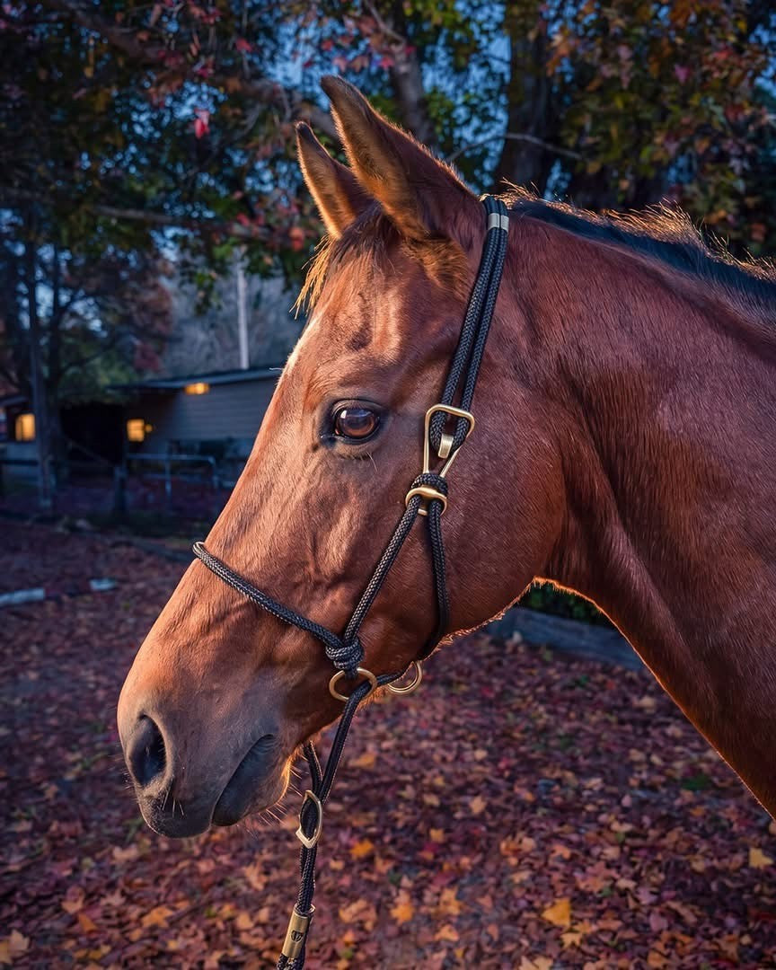 Be-Nice Control Halter